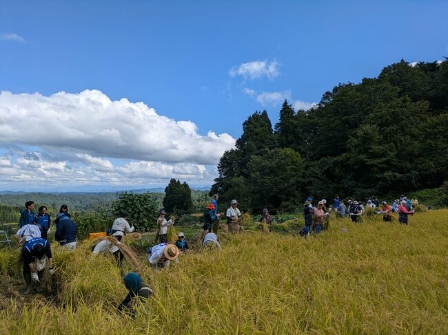 稲刈りの様子